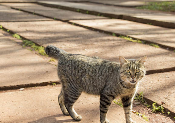 日本短尾猫太瘦了，可能的原因和处理方法