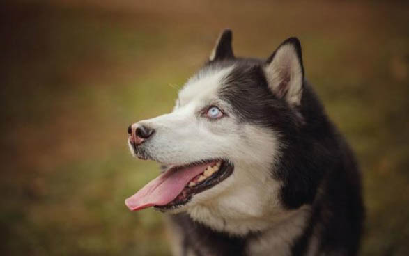 狗狗狂犬疫苗多少钱一针