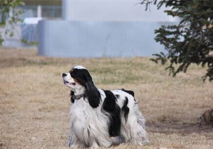 美国可卡犬突然不爱吃东西的原因是什么