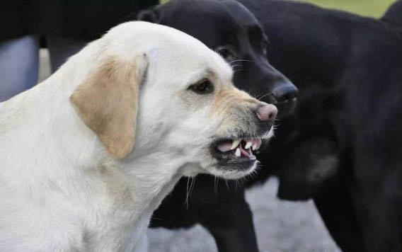 犬瘟治好需要多少钱