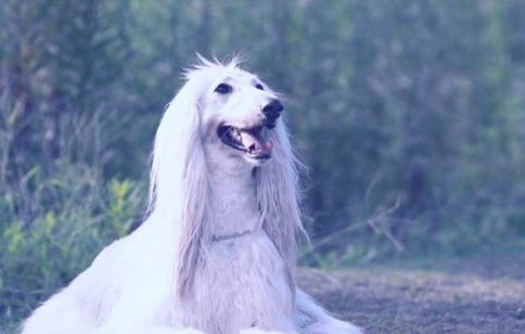 昆明犬狼青幼犬图片