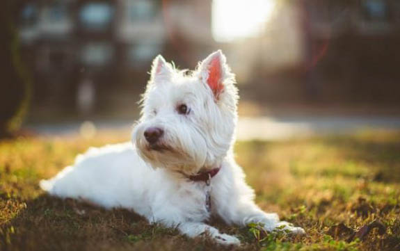 犬胰腺炎发病多久好治愈