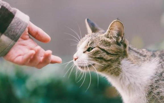 猫咪脚掌大的原因及如何处理