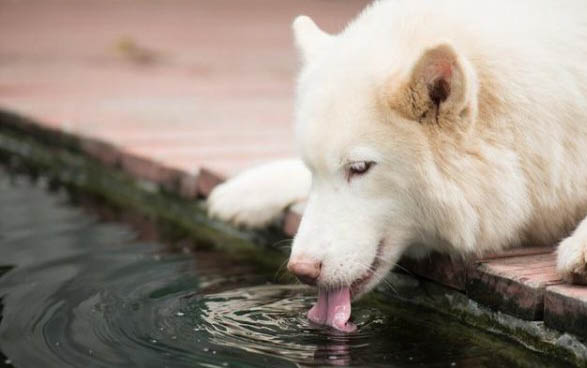 萨摩耶犬有什么易犯疾病