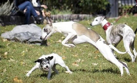 怎么鉴定狗狗有狂犬病六个标准