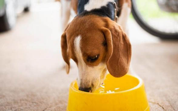 如何检测狗狗得了细小或犬瘟