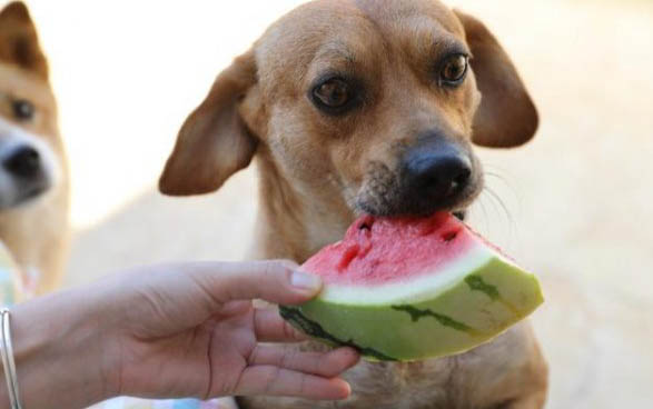 泰迪怀孕多久食欲大增