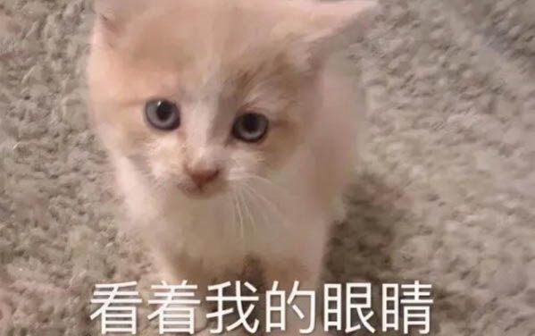 两个月小猫每顿能吃多少蛋黄