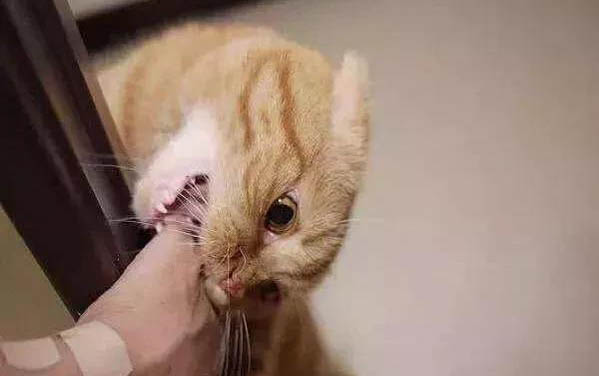 怎么让猫咪发腮