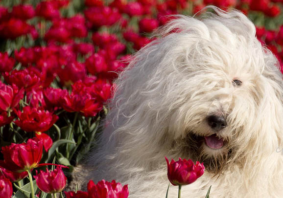 冰岛牧羊犬1天要吃几顿