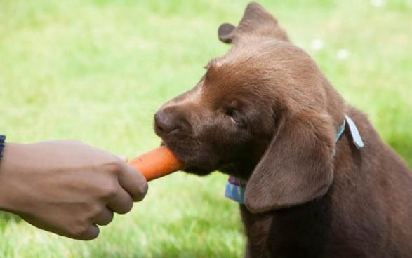 犬瘟治好需要多少钱