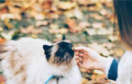 一只眼睛流泪是猫鼻支吗