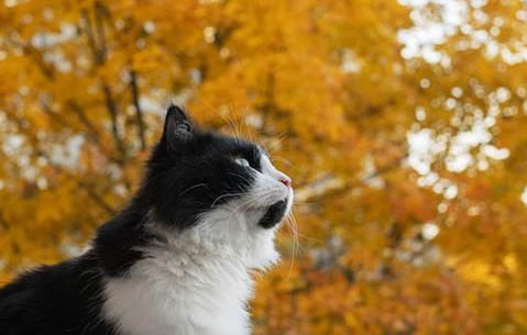 猫咪呕吐蛔虫后还呕吐黄水怎么办啊