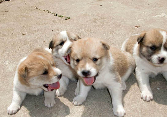 中华田园犬土狗买钱多少钱一只