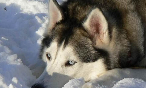 阿拉斯加雪橇犬犬瘟热可以驱虫吗