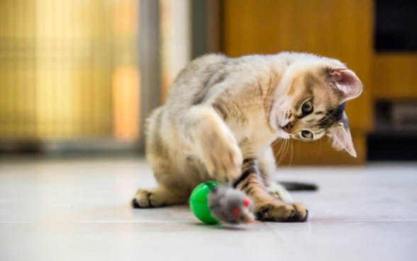 小猫多大才可以吃奶糕