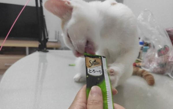 猫咪睡觉打呼噜正常吗