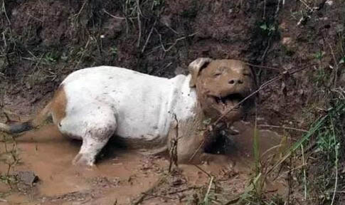 狗狗吃鱼油可以天天吃吗