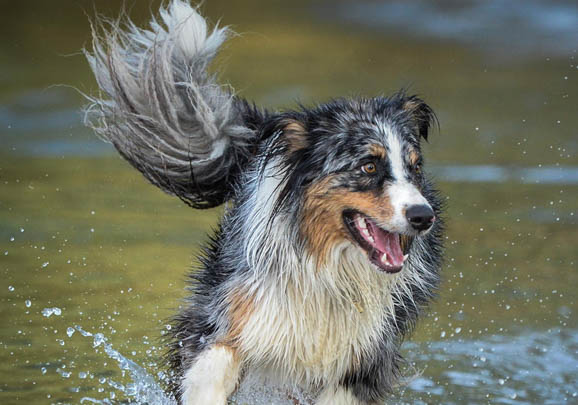 澳大利亚牧羊犬流眼泪眼屎多的原因及处理方法