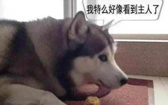 狗能吃毛桃吗