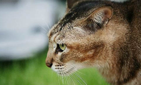 成年猫咪一天吃多少猫粮