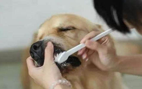 宠物狗：狗膀胱炎多久能治愈
