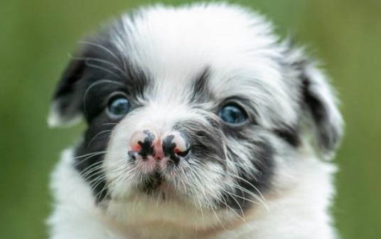 东德牧羊犬幼犬出售