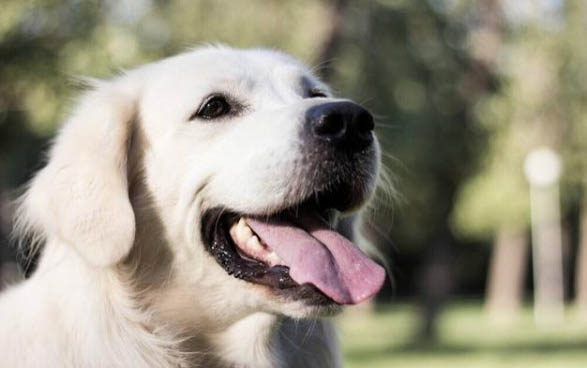 一条金毛幼犬多少钱