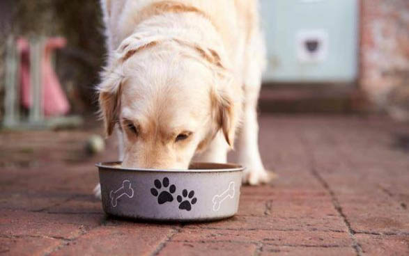 犬瘟治好需要多少钱