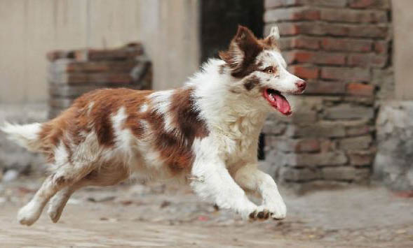 宠物犬训练的收费标准