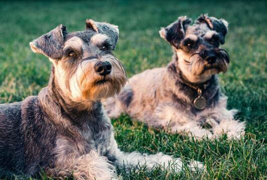 拉布拉多犬多久会长大？