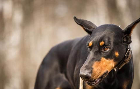 北京博文杜宾犬舍