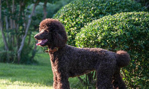 泰迪巨贵犬多少钱一只