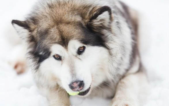 成犬一天吃多少狗粮