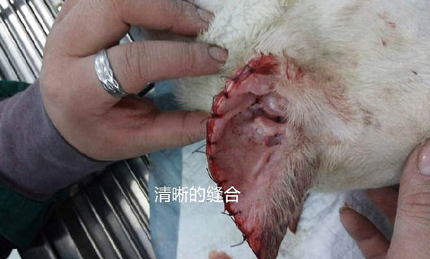 阿根廷杜高犬窝咳应该怎么办