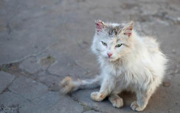 猫吐白色液体还拉稀精神不振食欲不佳