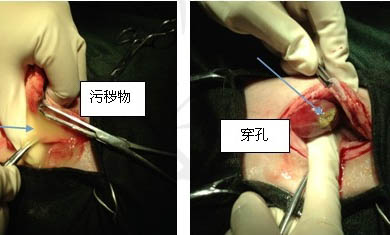 狗狗打完育苗多久驱球虫