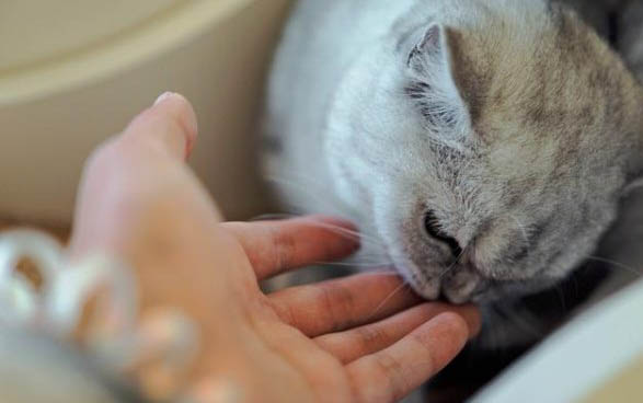 博来恩驱虫药被猫舔了怎么办