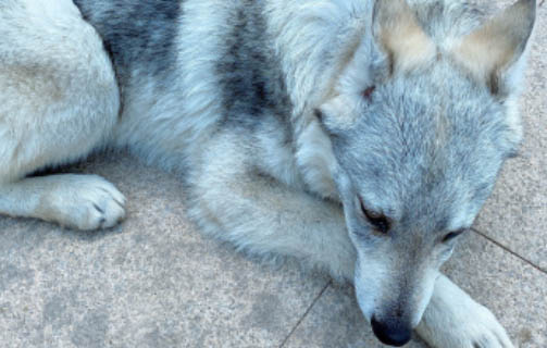 世界十大禁养犬排行榜