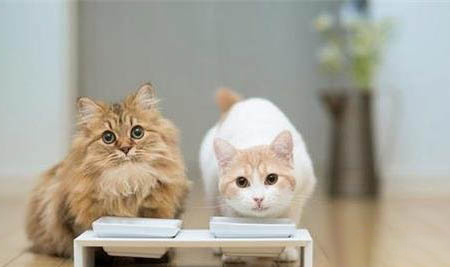 宠物猫：猫咪先天性软骨病能活多久