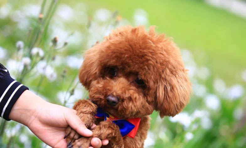 十岁以上的贵宾犬还能活多久