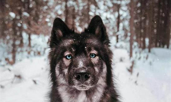 犬瘟单抗冷藏能保存多久