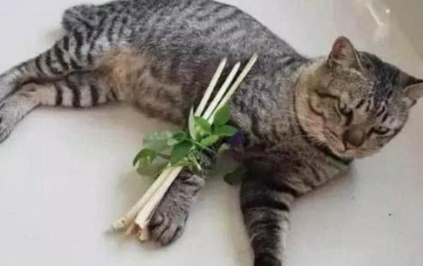 猫咪能不能吃猪肉