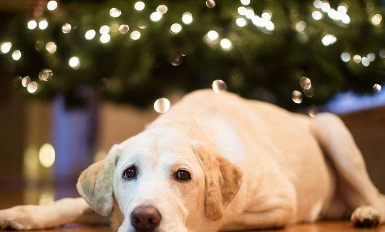 金毛犬一直流口水是什么原因造成的