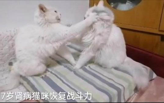 猫咪身上掉毛皮肤溃烂会不会感染