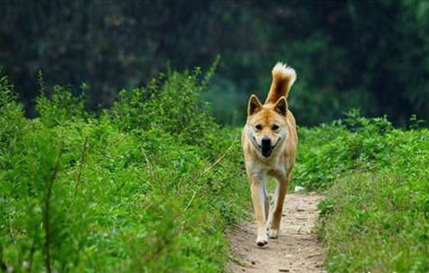 中华田园犬怎么训练