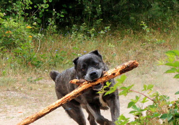 如何饲养卡斯罗幼犬