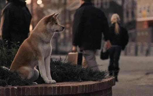 熊猫犬一只多少元