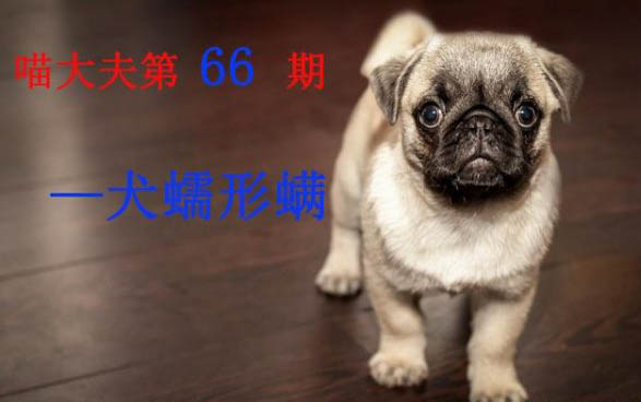 狗狗价格中冠毛犬多少钱