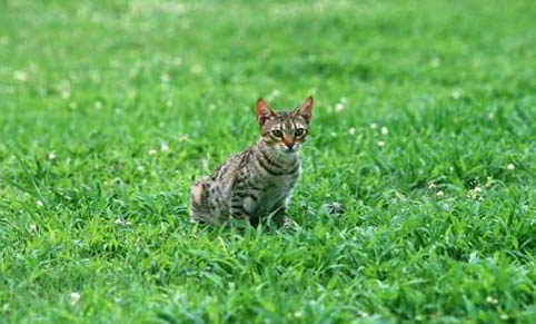 家猫抓伤要不要打狂犬疫苗